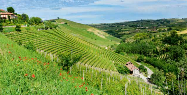 barbaresco