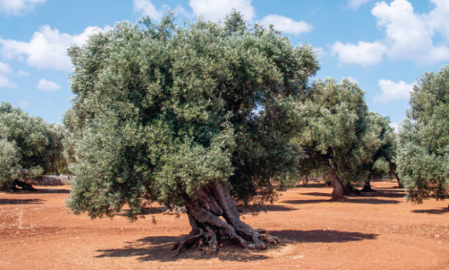 mediterraneo