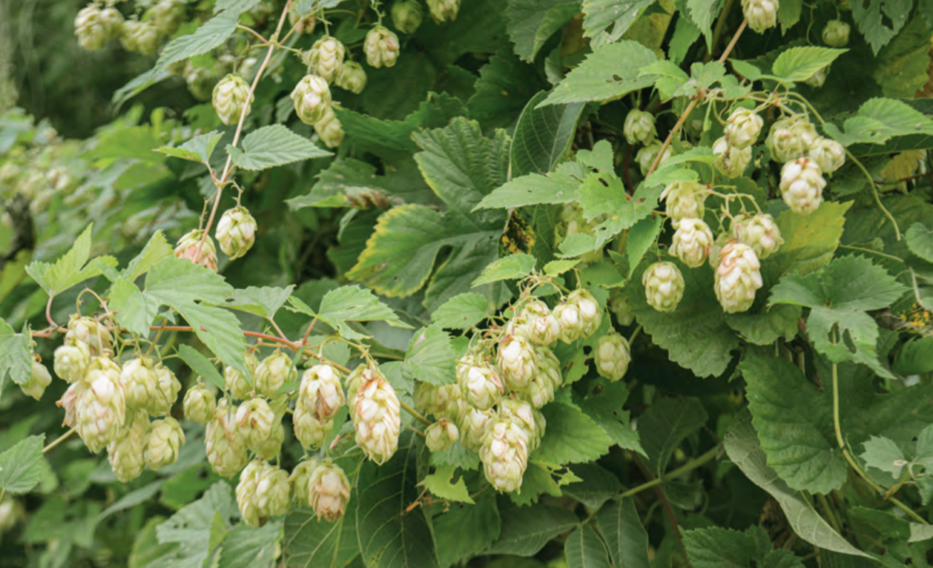 mondo della birra