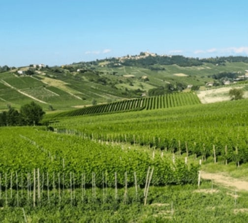Nizza Docg