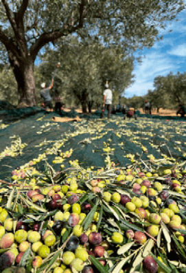 olivicoltura